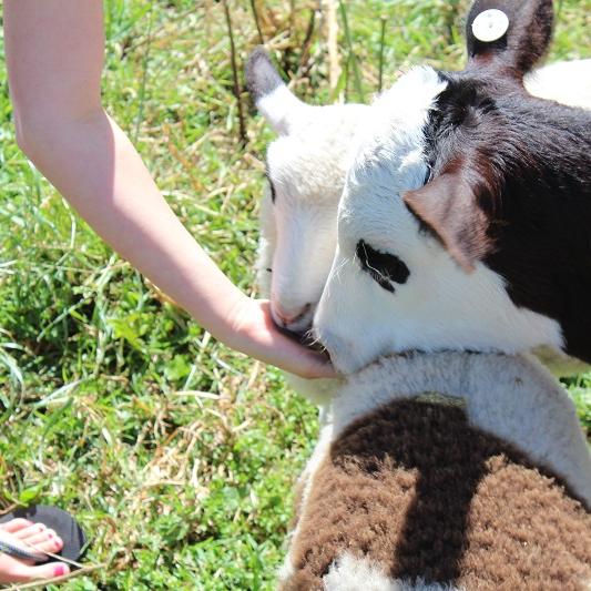 Animal Farm at Julians Berry Farm