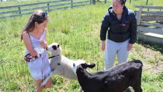 Feeding a calf at Julians Animal Farm