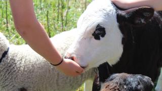 Feeding a calf at Julians Animal Farm