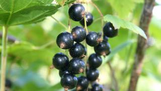 Black Currants at Julians Berry Farm