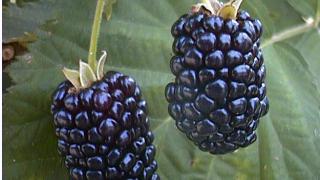 Blackberries at Julians Berry Farm