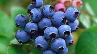 Blueberries at Julians Berry Farm