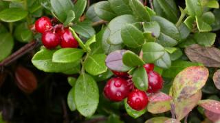 Cranberries at Julians Berry Farm