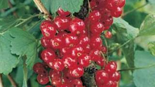 Red Currants at Julians Berry Farm