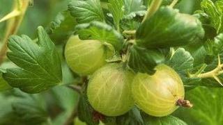 Gooseberries at Julians Berry Farm