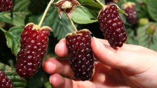 Ranui Berries at Julians Berry Farm