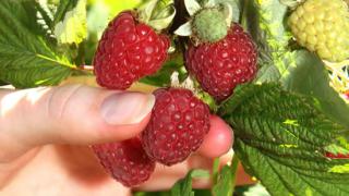 Raspberries  at Julians Berry Farm