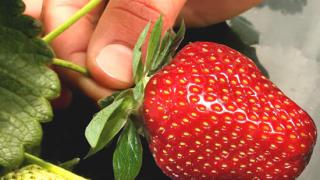 Strawberries at Julians Berry Farm