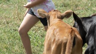 Calves at Julians Animal Farm