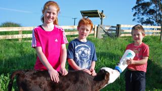 Feeding a calf at Julians Animal Farm