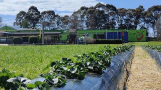 Strawberries with background of kids outdoor entertainment at Julians Berry Farm