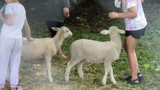 Lambs at Julians Animal Farm