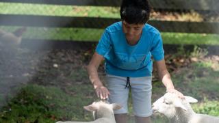 Lambs at Julians Animal Farm