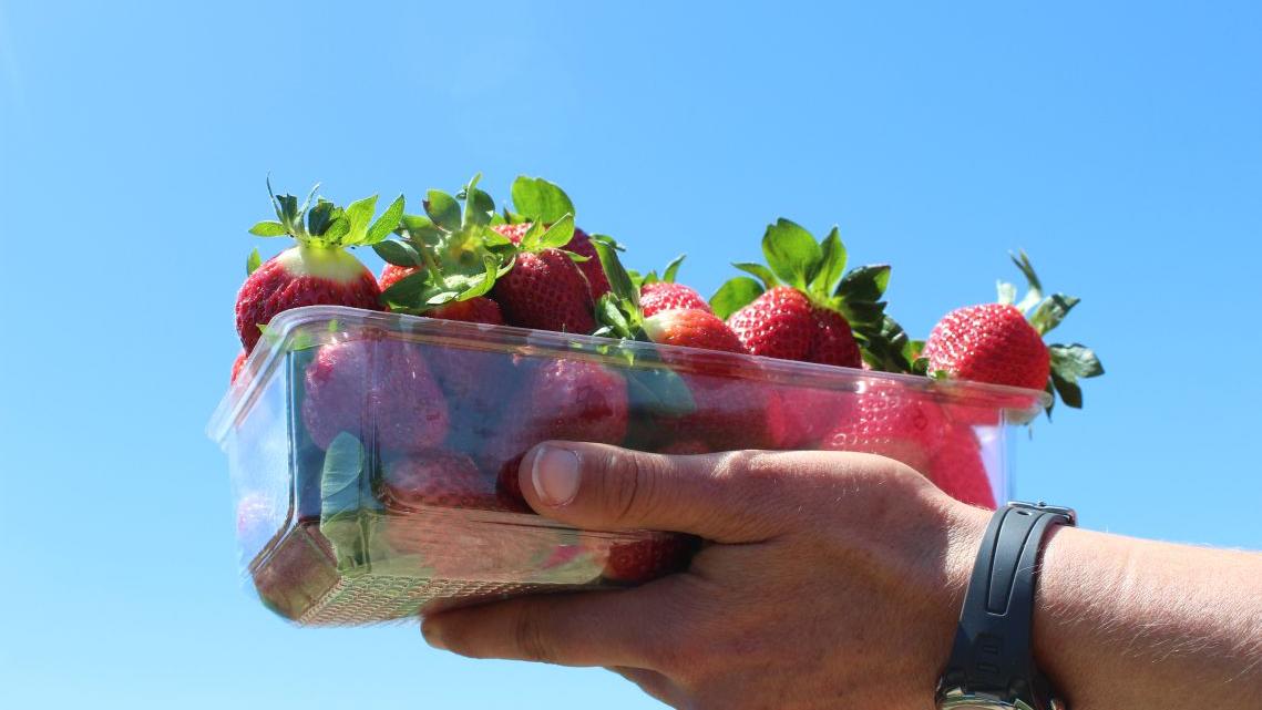 Fresh Strawberries at Julians Berry Farm