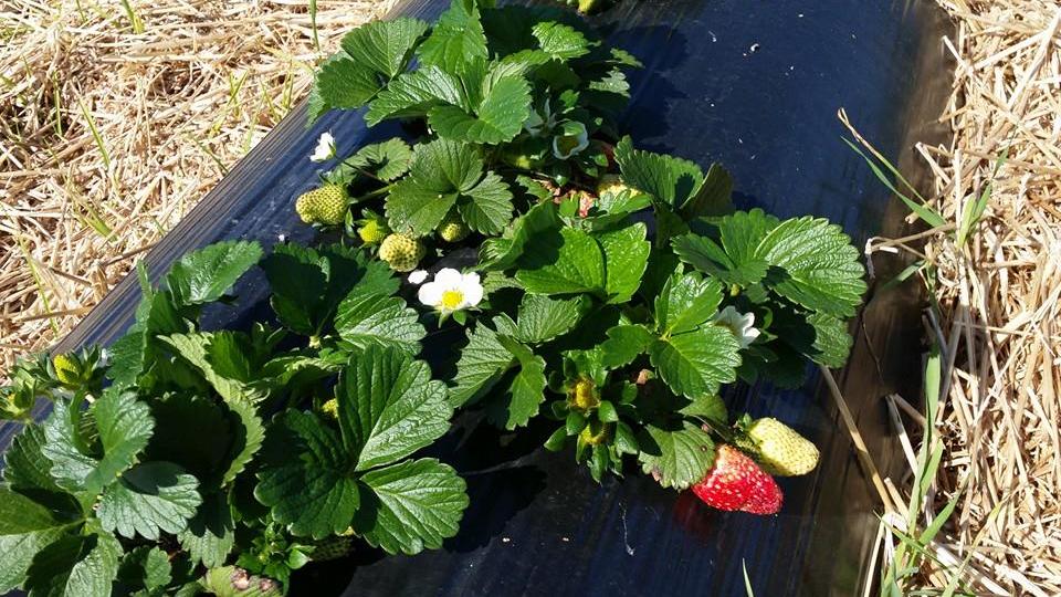 Strawberries almost ready at Julians Berry Farm